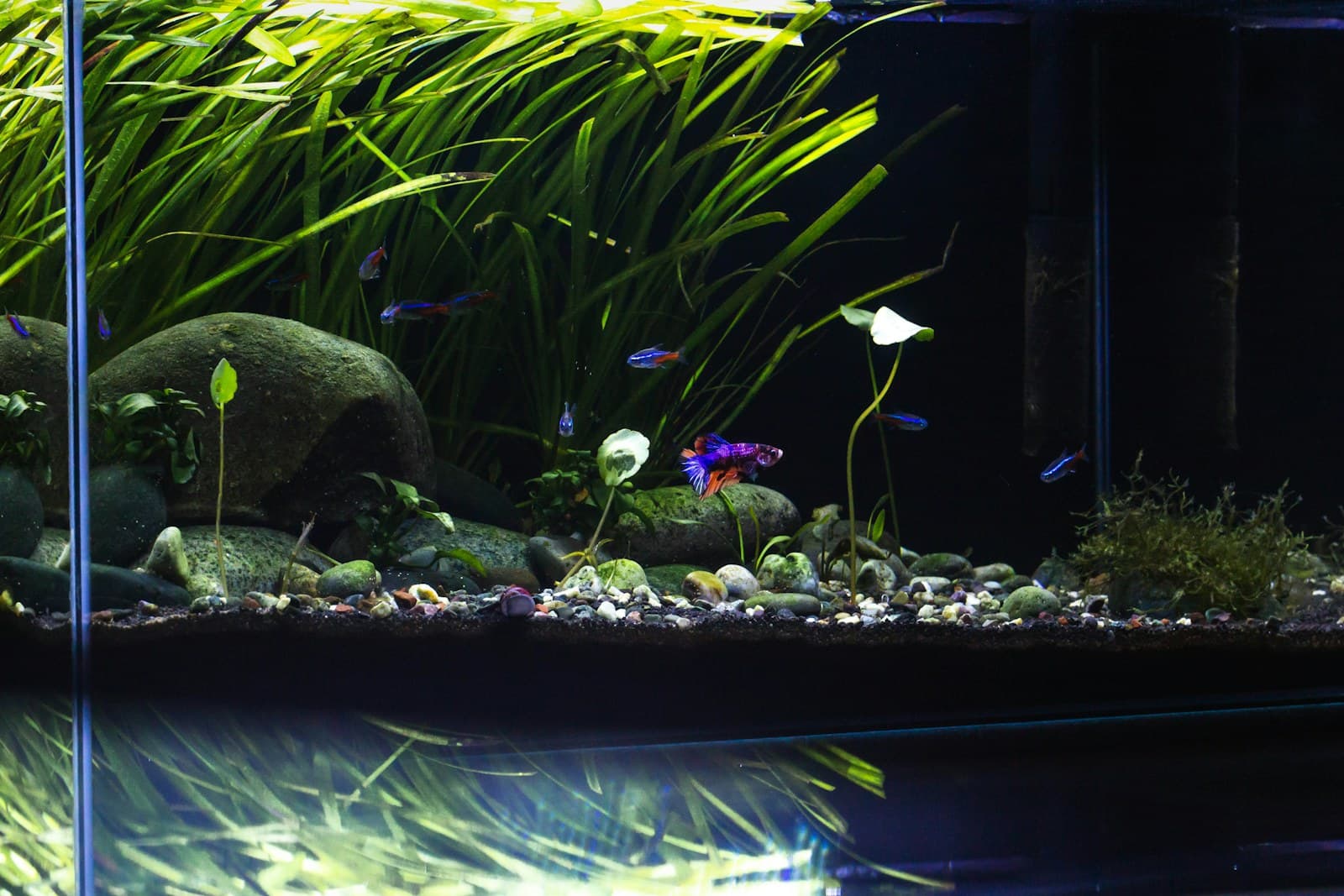 Fish and plants in an aquatic environment