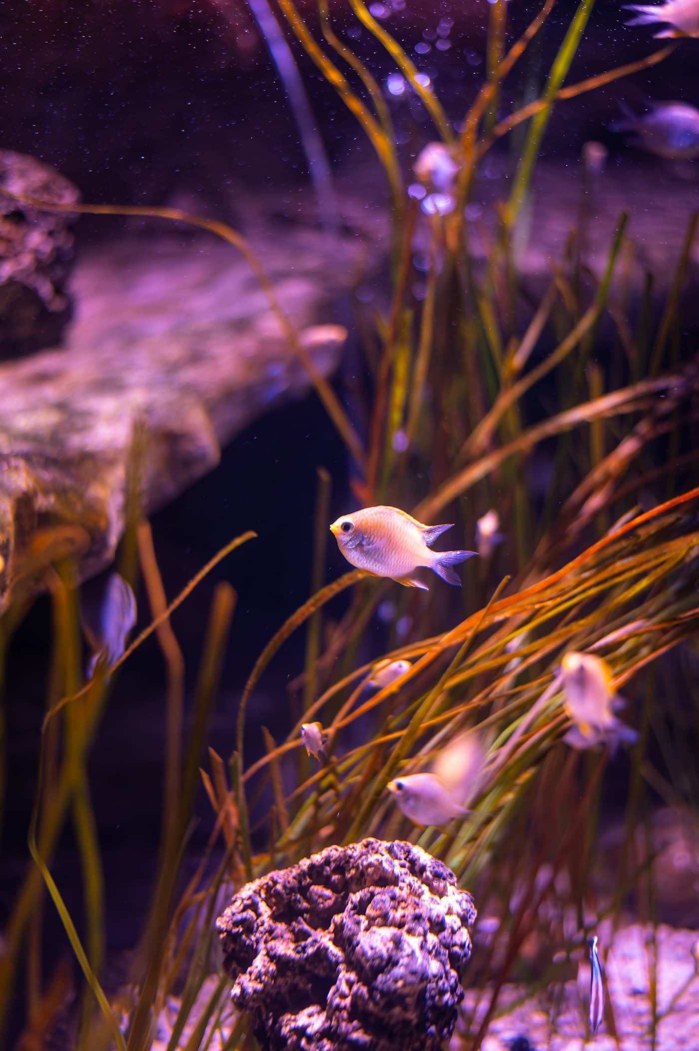 Real aquarium and aquatic life